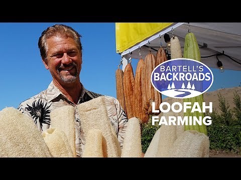 Organic homegrown luffa bath sponges from a California garden | Bartell's Backroads