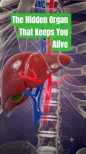 The Hidden Organ That Keeps You Alive #liver #humanbodyfacts #humanbody #3danimation #humanliver