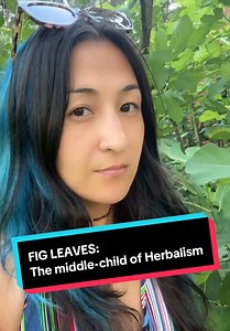 Herbal hot take: Sometimes the most useful part of the plant isn't the part you're harvesting… Everybody talks about figs. Nobody talks about fig leaves. And that's a mistake. #herbalism #naturetok #plantmedicine #foraging #easttexas