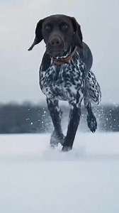 😥😥 #PointerPower #gspadventures #dog #pet #germanshorthairedpointer #GSPnation #DogRescueStory #gspcommunity | German Shorthaired Pointer