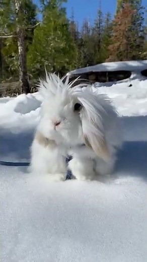Cute Rabbit 🐇Snow white Bunny 🐰 enjoying Snowfall ❄️ Icy cold weather 🥶#snow