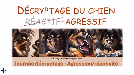 Décryptage de l'agressivité