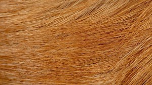 Do Golden Retrievers Have Hair or Fur? (A Golden’s Coat) | Loyal Goldens