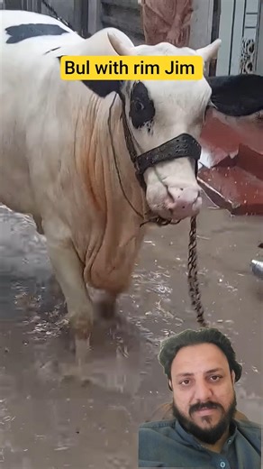 #cow #bull #animals #animals #bullfight #animallovers #cowlover #bullrace #farming animal farm Pak