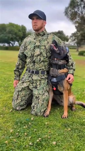 496K views · 14K reactions | Dog Training USA  #DogTraining #SmartDogTraining #happydogs #DogTrainingUSA #DogTrainingTips #K9Training #DogObedience #PuppyTraining #WorkingDogs #DogTrainingLife #EliteK9 #K9Handlers #K9Unit #ProtectionDogs #ServiceDogs #CanineHeroes #DogsOfInstagram #USMilitaryDogs #TrainHardFightEasy #ObedienceTraining #dogtrainersofinstagram | German shepherds | Facebook