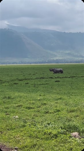 INSPIRE TANZANIA SAFARIS 🇹🇿 on Instagram: "ery sighting of this rare animal is a powerful reminder of why protecting wildlife matters. The black rhino is one of Africa’s most iconic and endangered animals. They can live up to 35-40 years in the wild. Female black rhinos usually give birth to one calf every 2-3 years, after a long pregnancy of about 15 months. Calves stay close to their mothers for up to three years before becoming independent. Sadly, black rhino numbers dropped sharply over th