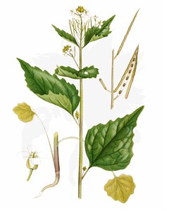 Garlic mustard - Eatweeds by Robin Harford