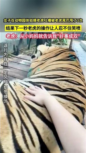 女子在動物園體驗摸老虎吐槽被老虎尾巴甩了3次，結果下一秒老虎的操作讓人忍不住笑噴，老虎：從小媽媽就告訴我"好事成雙"！#shorts