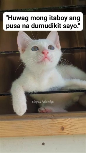 Playful Cat Pranks and Sounds Compilation