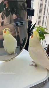 Adorable Cockatiel Jerry's Cute Singing and Dancing Moments 😍🎶🦜 #cockatielscraze #birdsinging #PetLovers #cockatiel #BirdShorts #AdorableCockatiel #FunnyBird #cutepets #PetCommunity #birds #cutealert #cutepetstrending #CockatielFun #fyp #cockatielsoftiktok #FeatheredCuties #creatorsearchinsights #CockatielsCraze #pets | Cockatiels Craze
