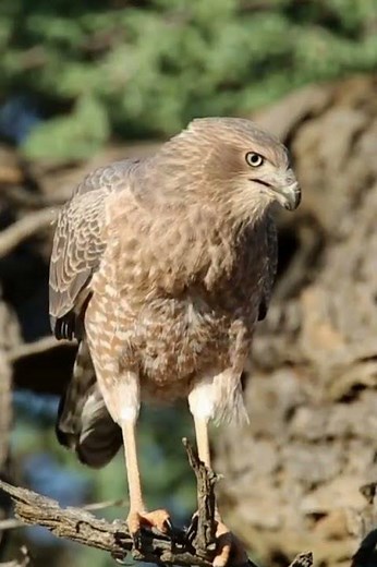 The Lonely Young Goshawk Perching on a Log and Chanting by the Water.