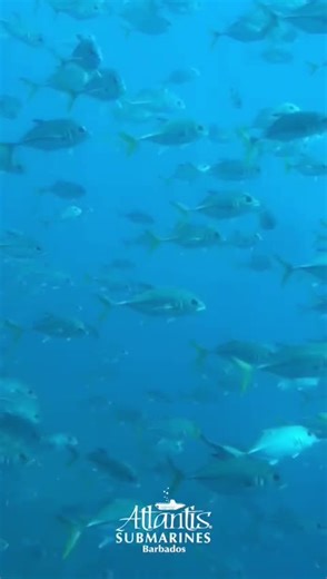 The Atlantis Submarines Day tour is very popular because this tends to happen. Lots of fish come to visit and look at you while you look back at them. #whoiswatchingwho? #atlantissubmarines #barbados #submarine #visitbarbados | Atlantis Submarines Barbados | Facebook