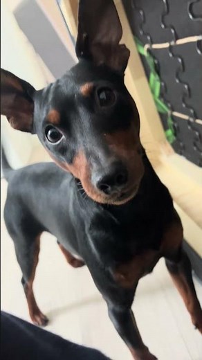 Pinscher nain bricoleur #chien #pinscher #doglife #bricolage