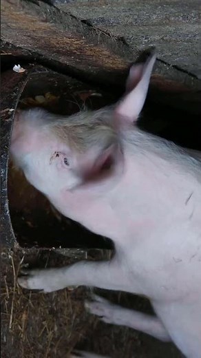 What’s Cooking for Piggy Today: Any Fun Surprises?