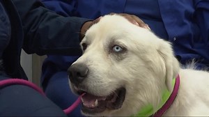 Metro Atlanta sheepdog recovering after coyote attack