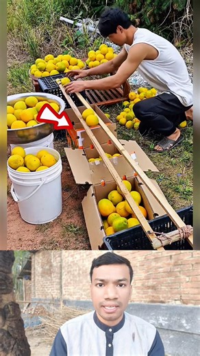 Satisfying Orange Sorting by Size 🍊