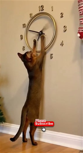 This Cat Is Messing with the Wall Clock 🕰😹
