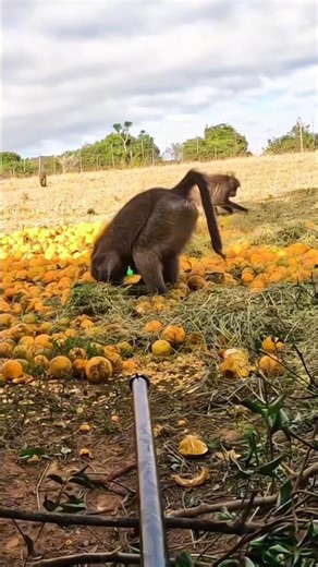 monkey 🐒 hunting#hunting #bowhunting