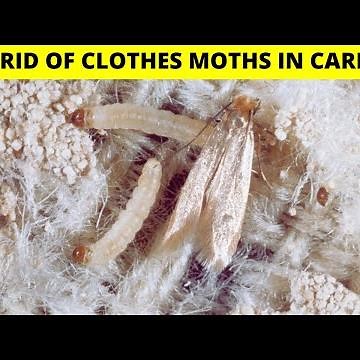 How to get rid of clothes moths in carpets and kitchen naturally
