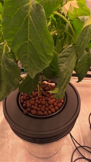 19K views · 95 reactions | When DWC Hydroponic System meets Mars Hydro iHub Pro... #marshydro #IntelligentSystems #DWC | Mars Hydro LED | Facebook