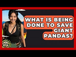 What Is Being Done To Save Giant Pandas? - The Wild Life Explorer