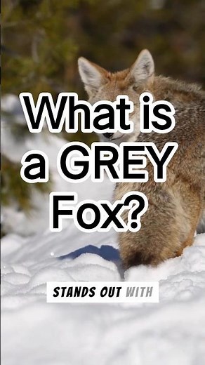 What is a GREY Fox?