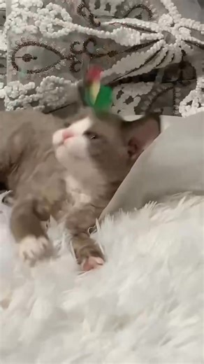 🌟🐾 Meet the Whimsical Devon Rex 🐾🌟 If cats could be described as magical little fairies, the Devon Rex would be the one ✨. With their big elfin ears, curly coats, and mischievous eyes, they look straight out of a fantasy story. 💠 Unique Traits: • Soft, wavy fur that feels like suede • Oversized ears that make them look like little pixies • Slender, elegant bodies with playful personalities 💠 Personality: Devon Rex cats are often called “dogs in a cat’s body” because they love following the