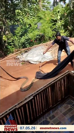 കണ്ണൂരിൽ വീട്ടിലെ ശുചിമുറിയിൽ നിന്നും രാജവെമ്പാലയെ പിടികൂടി