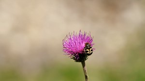 Smooth-Skinned Paintbrush Beetle