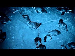 Nightvision Penguin Projectile Pooping