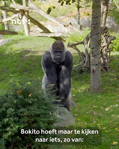 🦍 In de laatste aflevering van ‘Het echte leven in de dierentuin’ laat Bokito zien dat hij een echte leider is. Hij wil harmonie in de groep en neemt het op voor de oudste gorilladame Annette. Kijk vanavond naar NPO 1, om 20:30 uur. 📺 #HetEchteLeven NPO NPO 1 NTR ICP | Diergaarde Blijdorp / Rotterdam Zoo