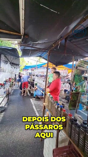 Peixes Ornamentais e Betta: Conheça o Peixe Brigão