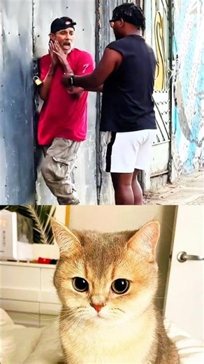 Funny Cats Being Dramatic for No Reason. #cat #funny #memes