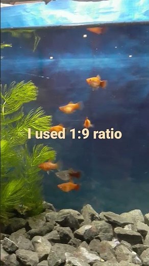 How to breed platy fish?