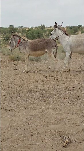 Donkey kick #animals #animallife #animal #donkeyvillage #funny #farmanimalct