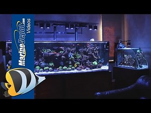 Marine Depot Featured Tank: Matt's Fully Loaded 300 Gallon Mixed Reef