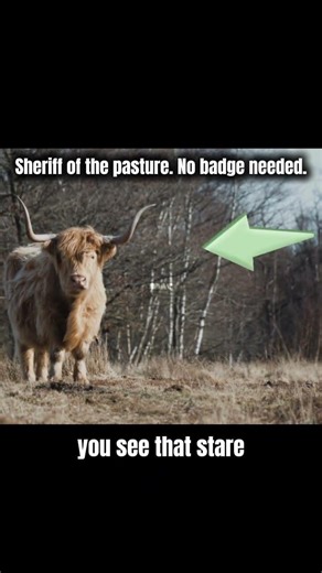 “Wild Cows Run This Place” #WildlifeFacts #AnimalShorts #NatureUSA