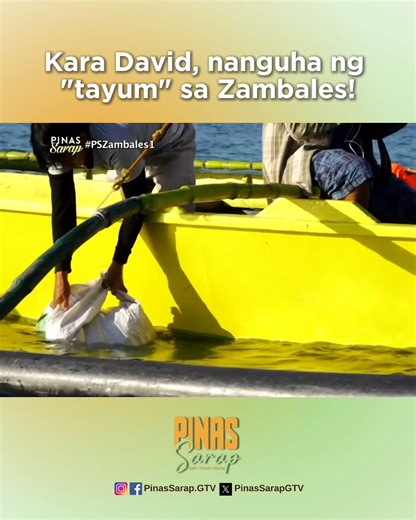 55K views · 1.6K reactions | Isa sa pinakasikat na lamang-dagat na matatagpuan sa Masinloc, Zambales ay ang kanilang sea urchin o "tayum.” Habang nangunguha nito, natusok si Kara David ng tinik ng "tayum." Abangan ang food adventure ng #PinasSarap sa Zambales ngayong Sabado, 8:15 PM sa GTV! | Pinas Sarap | Facebook