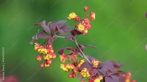 Blooming barberry. The shrub of ornamental barberry is beautiful both during flowering and with fruits. Stock Video