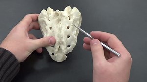 File:Sacrum Anatomy by Jason Christian.webm - Wikimedia Commons