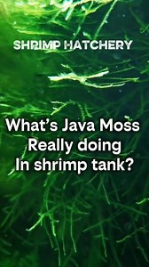 Java Moss is not just plant ! #shrimphatchery #neocaridinashrimp #shrimpkeeping #aquariumlife #plantedaquarium #aquarium #shrimptank #aquariumhobby #plantedtank | Shrimp Hatchery