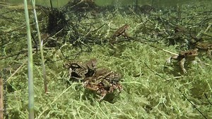 Common toad (Bufo bufo) pair is swimming around the shallow edges of the pond, the gelatinous egg strings tangled in plant stalks.