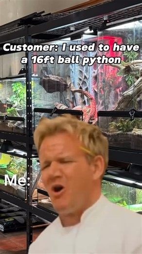SnakeMuseum.com on Instagram: "Wether it’s a 16ft Ball Python, 8ft Tegu, or a corn snake that eats jumbo rats. They’ve owned them all. 😂 ————- #theserpentarium #reptiles #reptile #fy #fyp #reptilesofinsta #reptilefanatics #comedy #funny"