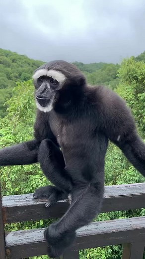 Gibbons: A Look into the Fascinating World of Hylobatidae