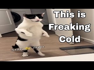 Cat Voiceovers That Will Crack You Up