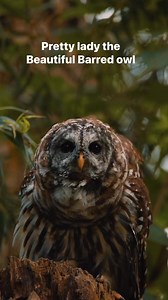 Pretty lady the beautiful barred owl when is the last time you spotted an owl.??🦉 #owl #Oklahoma | Kyle Underwood photography