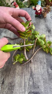 Let’s propagate some Crassula ovata ‘Crosby’s Compact’ | Unique Succulent Designs