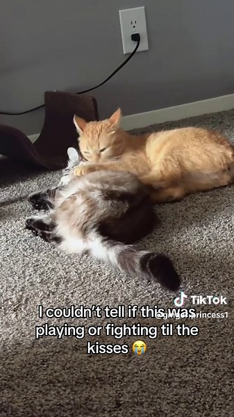 I was like dang she’s dragging her, and then the bunny kicks? But then some kisses to make it all better 😍 #catsoftiktok #cute #trending #orangecatbehavior #siamesecat