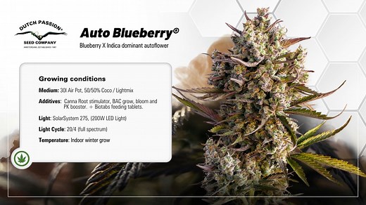Auto Blueberry - Timelapse of Growing Cannabis