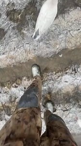 I bet you didn't know thses facts 🤔🤯😱 #randomfacts #facts #knowledge #LearnOnTikTok #fyp #curiosity #reels #reelsviral #reelsfb #virals #usa #uk | Zion Tucker